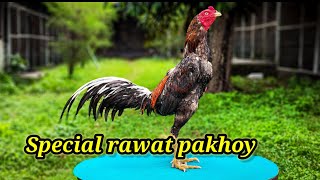 Tips spesial untuk rawatan pakhoy [upl. by Airolg]