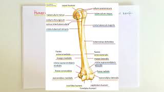 ANATOMİ10KONUÜst Ekstremite Humerus [upl. by Naujd98]