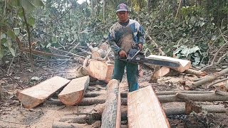 Mantap membelah kayu waru pocok dengan mesin mini maestro [upl. by Maram]