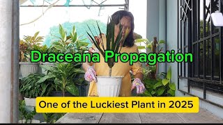 How to Propagate Dracaena Marginata Cuttings  One of the lucky plants in 2025 [upl. by Guenna32]