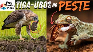 TOP 5 PESTENG HAYOP at ang kanilang MORTAL NA KALABAN [upl. by Nwahsat]