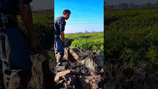 Harvesting vegetables with shovel in the field [upl. by Atteuqahc]