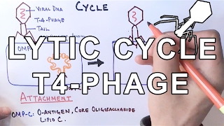 Mechanism of LYTIC CYCLE [upl. by Ydnew301]