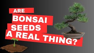 Are Bonsai Tree Seeds Real [upl. by Yekciv]