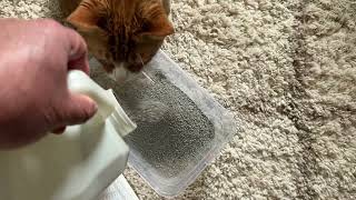 Things To Know About This Purina Tidy Cats Clumping Litter [upl. by Ireva]