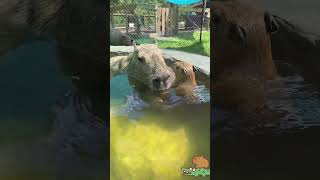 Adorable Capybara Babies Swim Adventure The Pool is Too Deep capybara [upl. by Reade]