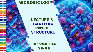 Inside Bacteria A Detailed Overview of Bacterial Structure [upl. by Lerner]