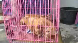 Rabies in cat อาการแมวป่วยเป็นโรคพิษสุนัขบ้า [upl. by Brookes317]