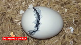 Días para incubar huevos de gallina  Huevo para incubar  pollitos para incubar [upl. by Enidlareg]