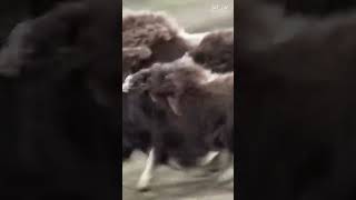 Polar musk ox saves the cub from wolves [upl. by Atsirt755]