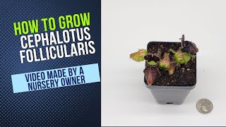 Cephalotus Grow Guide [upl. by Rocker]