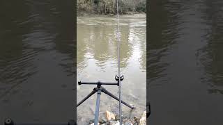 Pescatore canterino pesca fiume feeder cantante [upl. by Ydac]