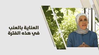 العناية بالعنب في هذه الفترة  أمل القيمري  زراعة [upl. by Arelc]