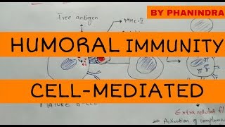 Humoral immunity and cellmediated immunity [upl. by Idolla]