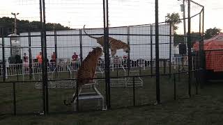 The Tiger Show at the Muskingum Fair 🐯 [upl. by Harraf966]