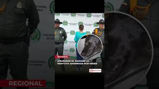 En Palmira capturan a mujer por maltrato animal su perrita fue hallada con graves heridas [upl. by Ltsyrk]