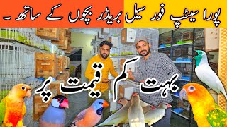 New update Java Breedar Pair  Golden Finch  Bohat Kam Rate lahorientertainmentchannel [upl. by Aggie]