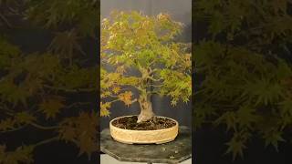 Our next episode will cover the healing process after one removes a branch and bonsai maple [upl. by Reynolds887]