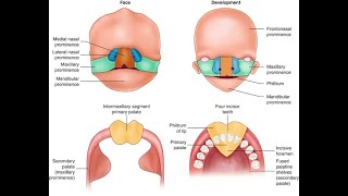 Development of the Intermaxillary segment and Adult derivatives of intermaxillary segment Process [upl. by Ran142]