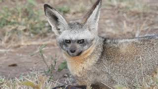 Bat eared fox [upl. by Meggi]