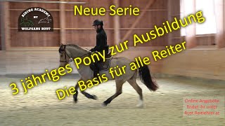 Jungpferde Ausbildung und Basis Wissen für alle Reiter Cookie  3 jährige Welsh Cob Wallach Pony [upl. by Adnalu198]