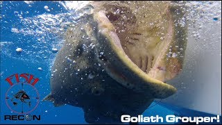 Giant Goliath Grouper  EPIC DAY Bucket List ALERT [upl. by Aratehs]