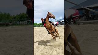 Wild Horse Equestrian Thrills  equestrian wildanimal horse rider shorts youtubeshorts [upl. by Airbmat292]