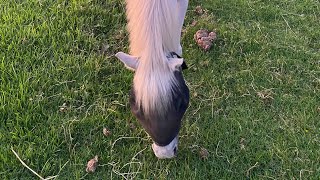 Visiting my pony with carrots [upl. by Rosella]