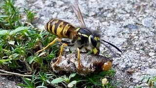 Ants amp Wasps Finding Food [upl. by Nadya]