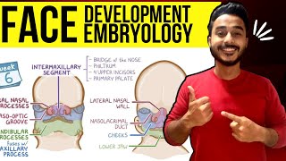 face development embryology  development of face embryology [upl. by Heinrick832]