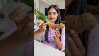 Let’s make Parrot for festival decor DIY festivaldecor toranam parrotvideo diwalidecor shorts [upl. by Celisse243]