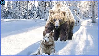 14 Best Bear Attacks Caught On Camera [upl. by Reiser300]