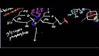 Biochemistry  Glycogenolysis EXPLAINED [upl. by Cecilio179]