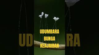 UDUMBARA BUNGA KEAJAIBAN [upl. by Greenwood]