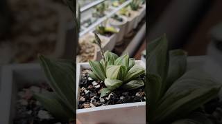 Haworthia Retusa Variegated Plant blooming shorts succulents [upl. by Acquah]