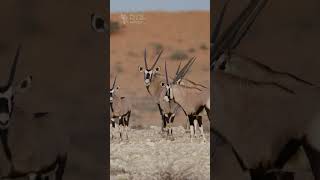 Gemsbok on ridge gemsbok antelope kgalagadi kalahari wildlife botswana safari animals [upl. by Nissy]