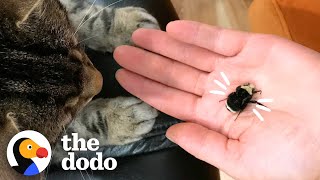 Couple Falls In Love With Wingless Bumblebee  The Dodo [upl. by Lahsiv]