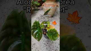 Repotting Alocasia Cuprea quotRed Secretquot 🌱🍁 plantcare planttips rareplants alocasiavarieties [upl. by Liederman]