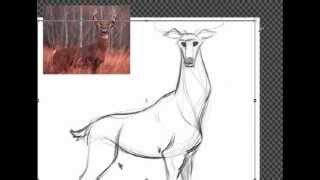 How to Draw a Deer [upl. by Anerroc]