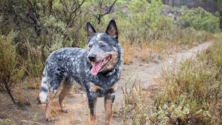 Training Tips for Australian Cattle Dog Owners [upl. by Munafo759]