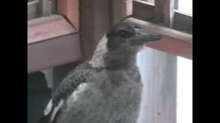 AUSTRALIAN MAGPIE BABY TALKING [upl. by Pudendas14]