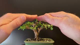 Pruning My quotRoot Beer Barrelquot Bonsai Portulacaria Afra [upl. by Ivie]