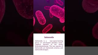 What is Salmonella bacteria [upl. by Lad]