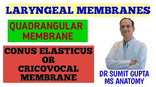 ANATOMY OF LARYNX  MEMBRANES  Quadrangular membranes  Conus elasticus [upl. by Alsi481]