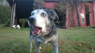 The SCARY Donkeys Bray Marks the End of This Short Farm Dog Adventure [upl. by Colinson]