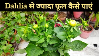 Dahlia plant care n top fertilizer डेहलिया पौधे की देखभाल how to get more Dahlia flowers [upl. by Maighdiln]