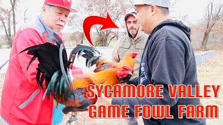 2023 Farm Visit Sycamore Valley Game Fowl FarmPart 1 [upl. by Cathleen]