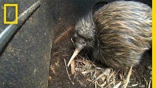 Bizarre Furry Kiwi Bird Gets a Closer Look  National Geographic [upl. by Violante]