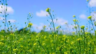 Investigating Camelina as a Sustainable Crop of the Future [upl. by Ahsinik]