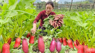 Country Life Taking Care of My Livestock  Harvesting Red Beets to Sell at Market  Trieu Mai Huong [upl. by Notsob433]